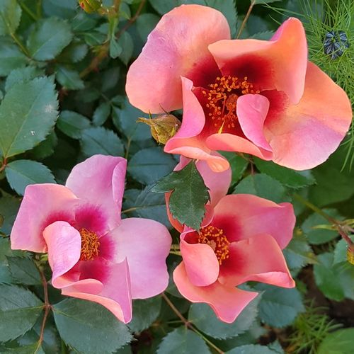 Rosa For Your Eyes Only - roz - Trandafir copac cu trunchi înalt - cu flori simpli - coroană tufiș